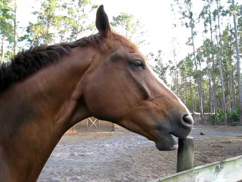 Horse Cribbing